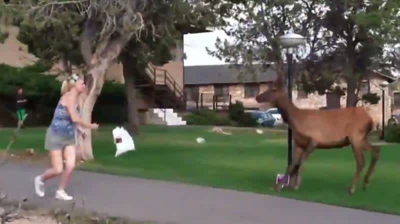 Video: Tourist Charged by Elk at the Grand Canyon