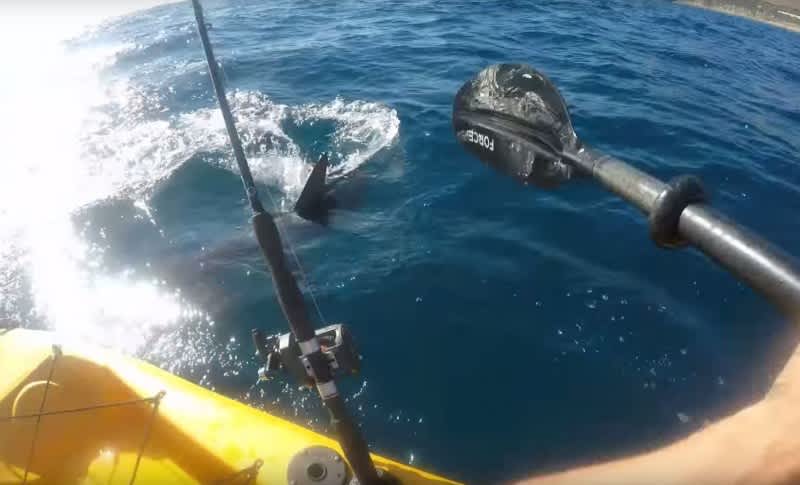 Video: Kayak Angler Rammed, Chased by Hammerhead Shark