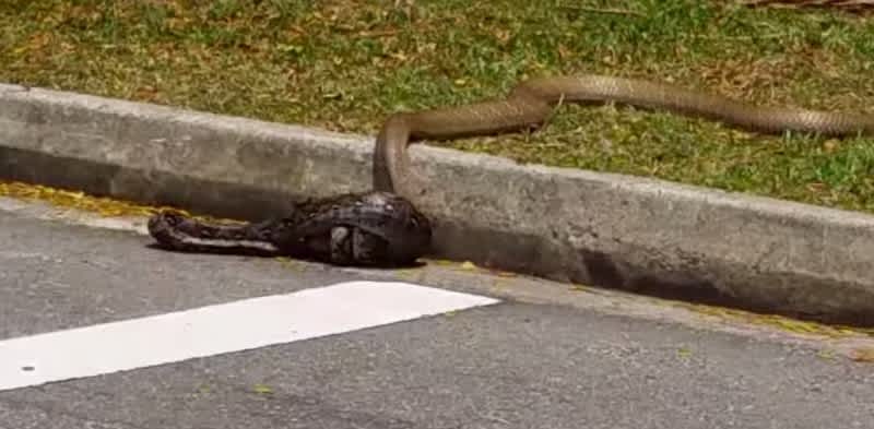 Video: King Cobra Fighting a Python Caught on Camera