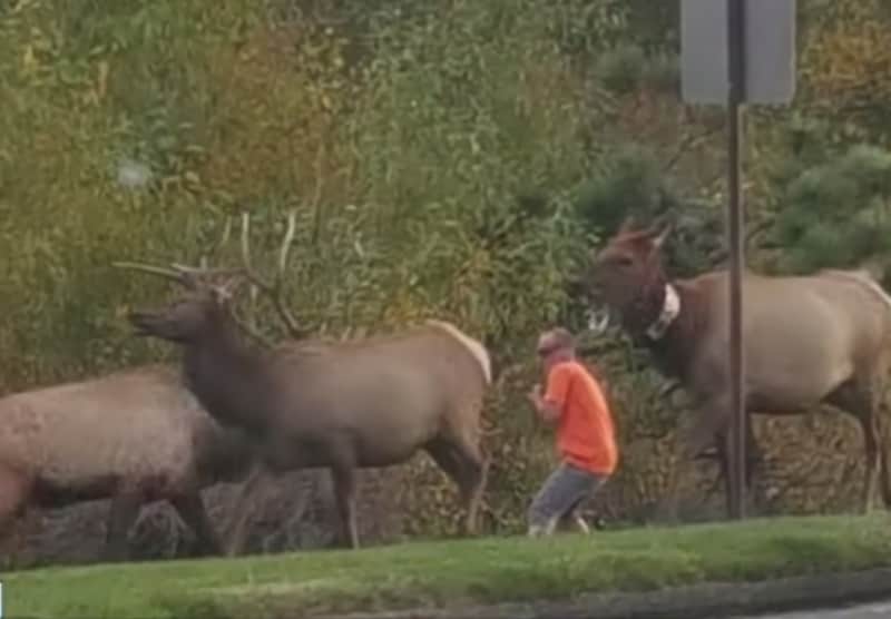 Video: Man Gored by Bull Elk for Disrupting Harem, May Face Charges