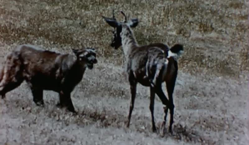 Rare, Vintage Footage Shows Mountain Lion Attacking Mule Deer