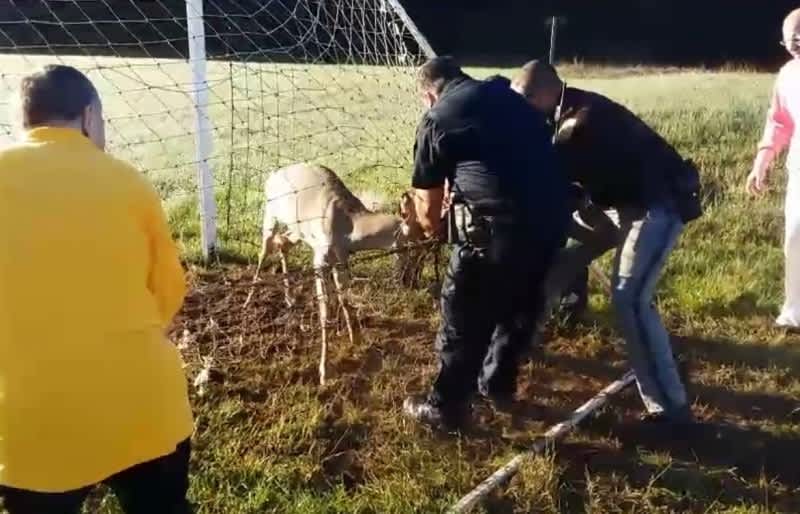Video: Officers Release Desperate Deer from Soccer Net