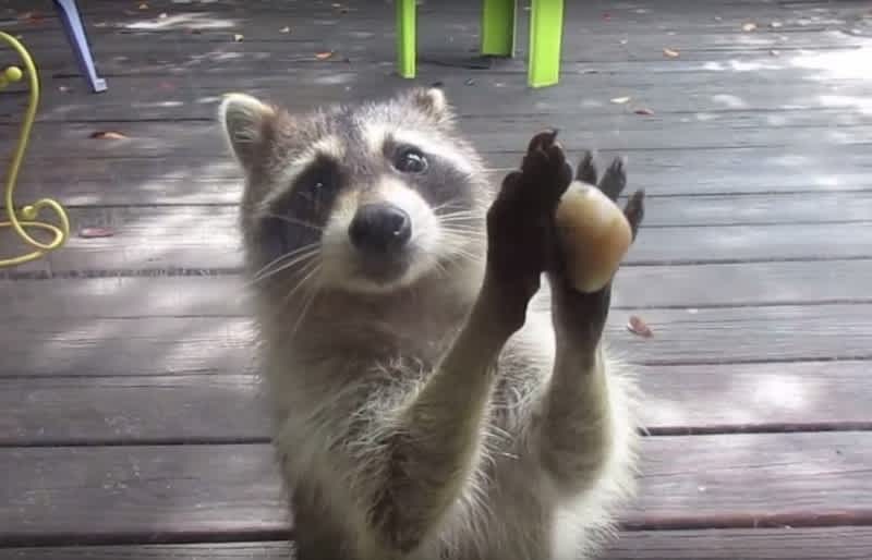 Video: Raccoon Learns to Knock on Door with Pebble for Food