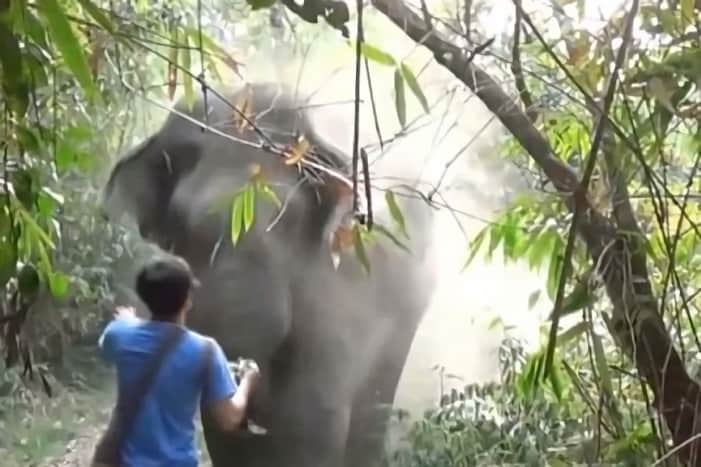 Video: Terrifying Bluff Charge from a Bull Elephant Ends Perfectly