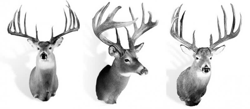 Video: The 10 Biggest Typical Whitetail Deer of All Time