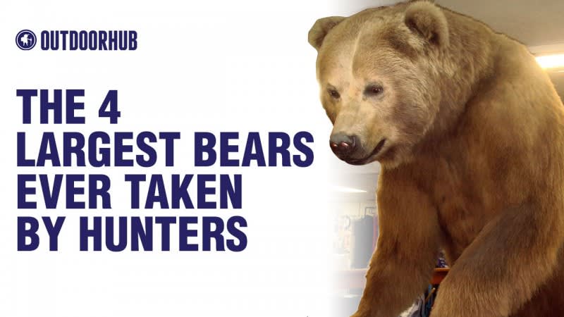 Video: The 4 Largest Bears Ever Taken by Hunters