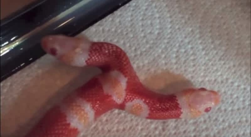 Video: Rare Two-headed Snake Caught on Video Eating a Mouse