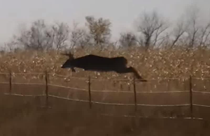 Video: Will This Buck Clear the Fence?