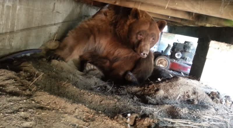 Video: You Should Probably Never Get This Close to a Brown Bear