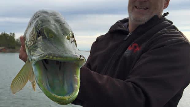 Why is This Northern Pike Neon Green? Experts Have Answers
