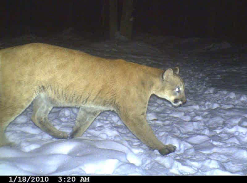 WI Cougar Sightings Continue, No Evidence They’re Settling Down