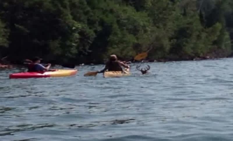 Wisconsin Kayakers Rescue Buck from Underwater Cave