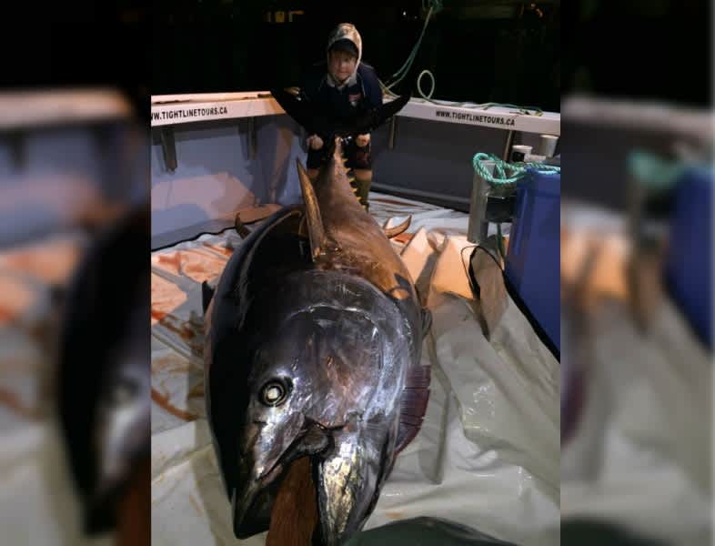 10-year-old Shatters Own Pending Record with 847-pound Bluefin Tuna