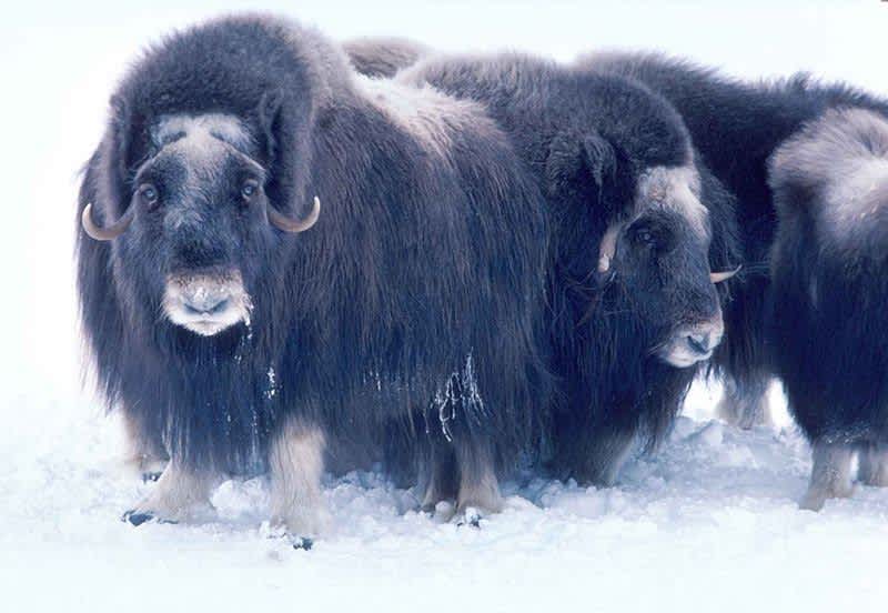 Alaska Officials Approve Hunt of Musk Ox Stranded on Ice Floes