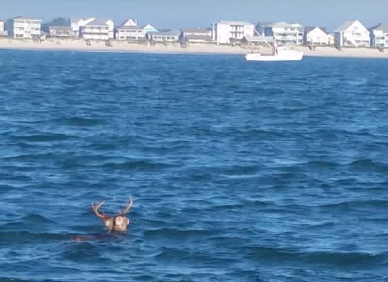 Video: Anglers Spot Trophy Buck Swimming off Carolina Coast