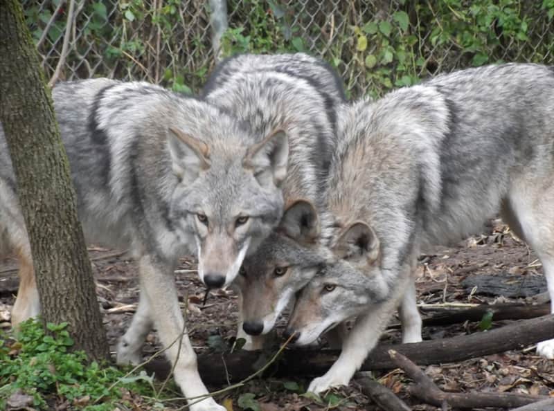 Are There Millions of Coywolves in North America?