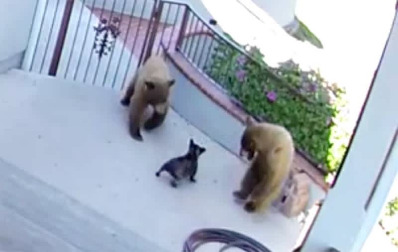 Video: 20-pound French Bulldog Chases Off Bears