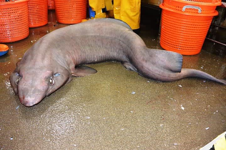 Bizarre “Sofa Shark” Discovered near Scotland for First Time