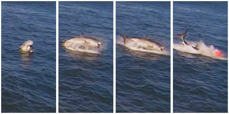 Boat Camera Catches Great White Shark Attacking Seal in SF Bay