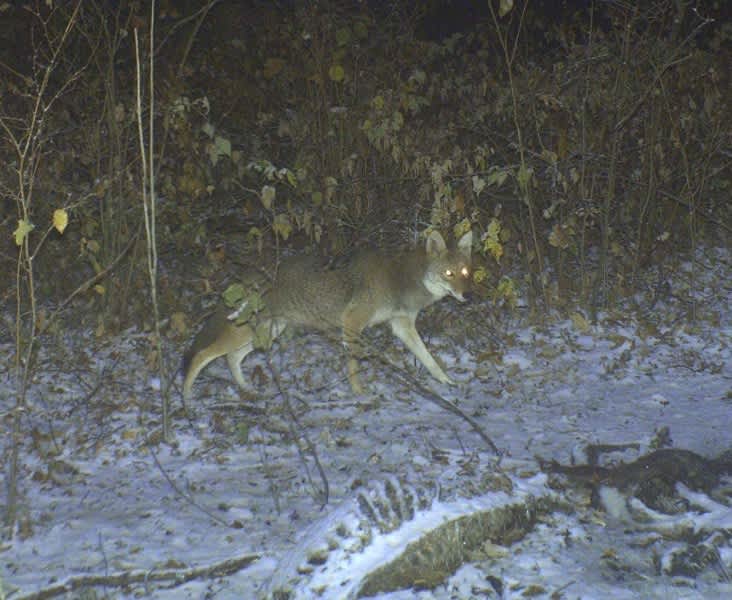 Controlling Coyotes to Protect Deer Hunting: Part 1