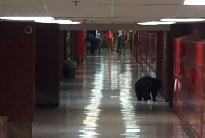 Video: Curious Black Bear Enters Montana High School