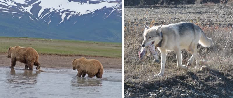 Federal Agency Bans Wolf, Bear Hunting Methods in Alaska