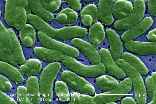 Florida Man Dies from Flesh-eating Bacteria after Fishing Trip