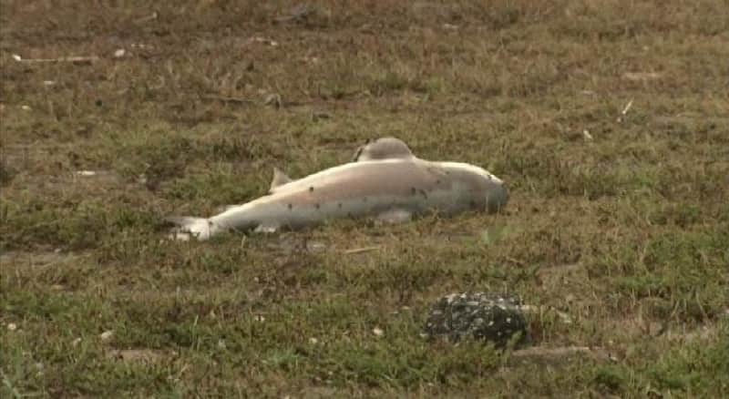 Hurricane Patricia Leaves Shark in Alabama Woman’s Front Yard