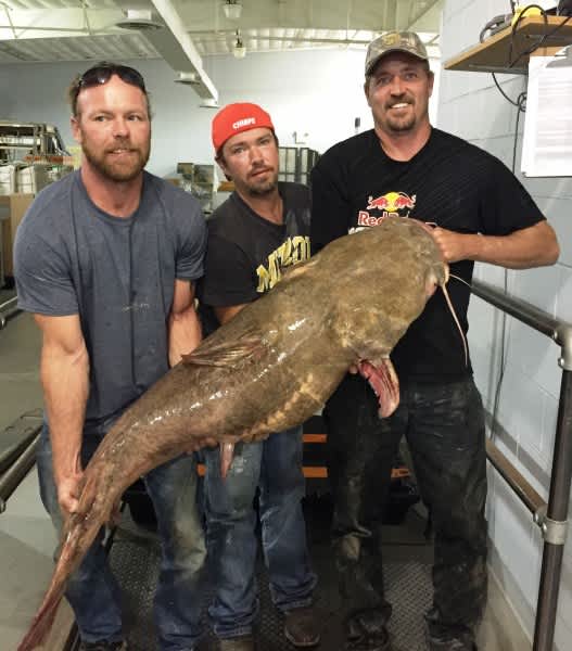 Missouri Angler Catches 100-pound Record Catfish Using Goldfish