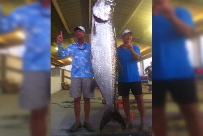 Louisiana Tarpon Record Challenged by 246-pound Beast