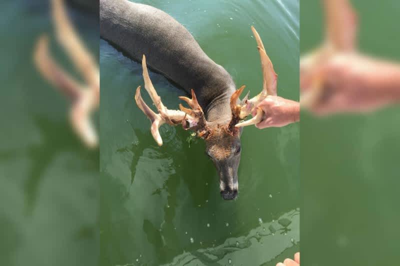 Minnesota Man Accused of Drowning Trophy Buck with Pontoon Boat