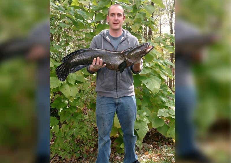 Maryland Bowfisherman Takes State Record Snakehead
