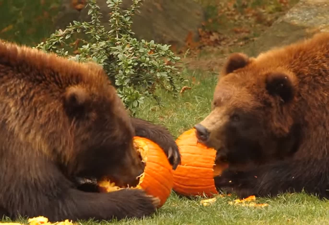 Massachusetts Bear Spotted Eating Pumpkins