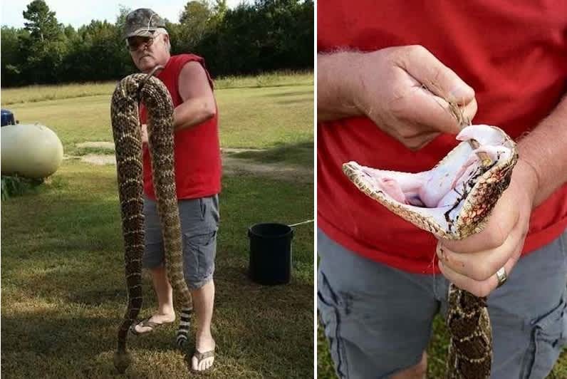 Massive Killer Diamondback Rattlesnake Caught in Arkansas