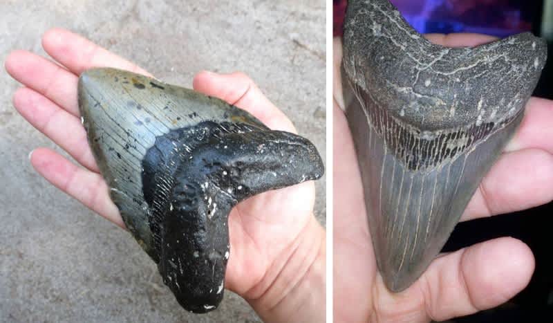 Megalodon Shark Teeth Wash up on North Carolina Coast