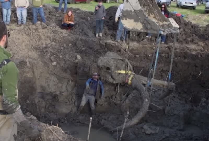 Michigan Farmers Dig Up Bones of Ancient Woolly Mammoth