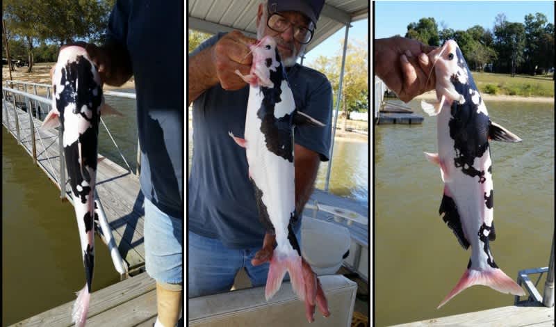 Oklahoma Angler Catches Bizarre “Cow-colored” Catfish