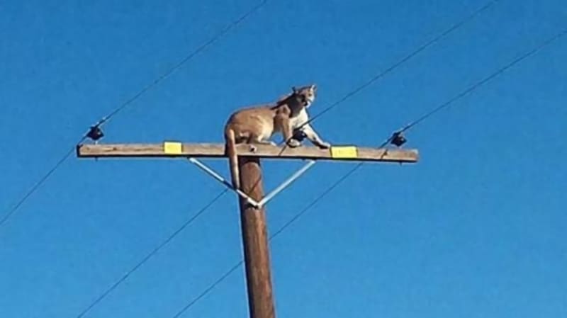 Photo: California Mountain Lion Climbs 35-foot Power Pole