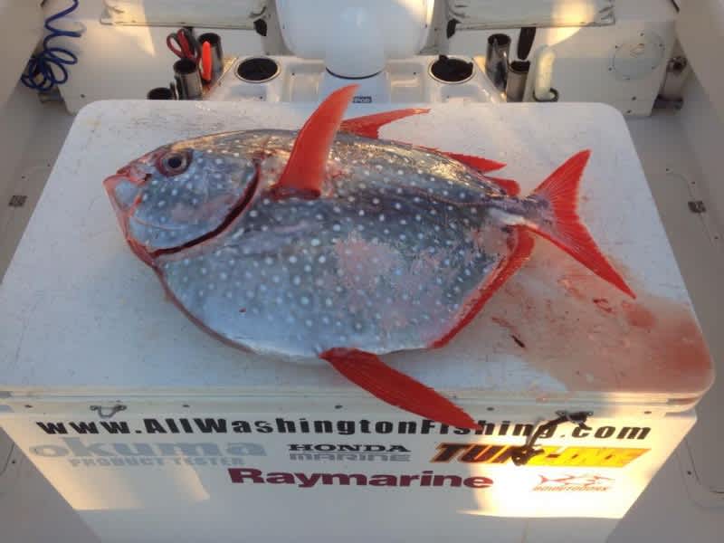 Rare Potential Record Opah Caught in Washington State Waters