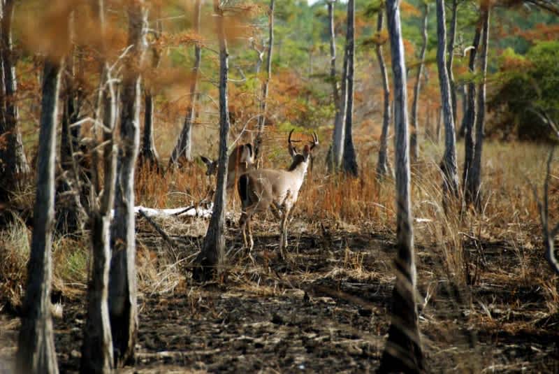 Rare Whitetail Deer Subspecies Bounces Back from the Brink