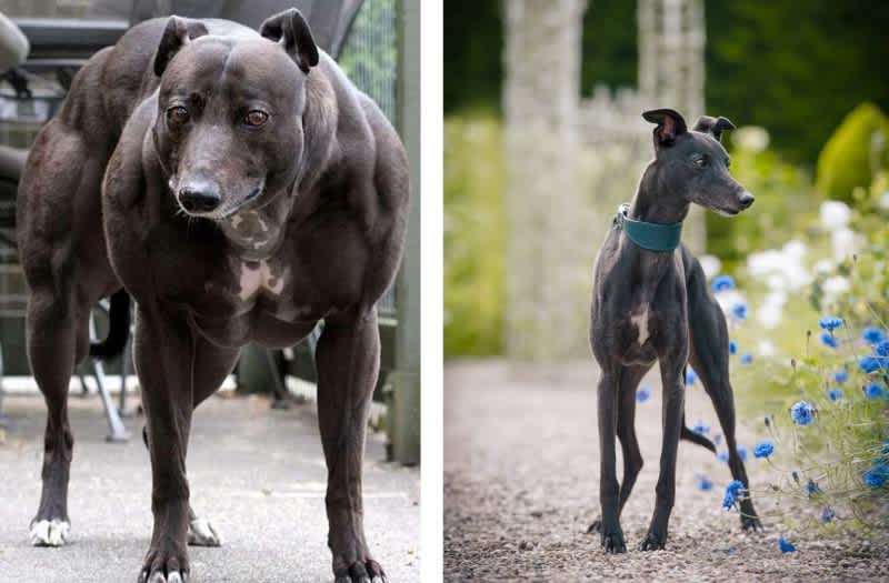 Scientists Create Super Dogs with Twice the Muscle Mass