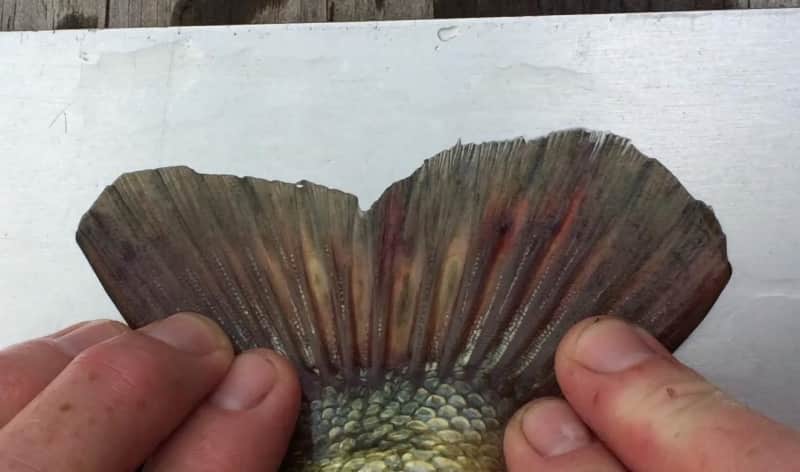 Texas Man Charged with Felony for Trimming Tournament Bass Tail