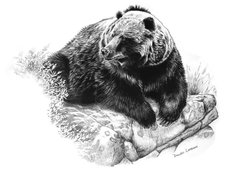 The BAREBOW! Chronicles: The Swimming Bear Polka