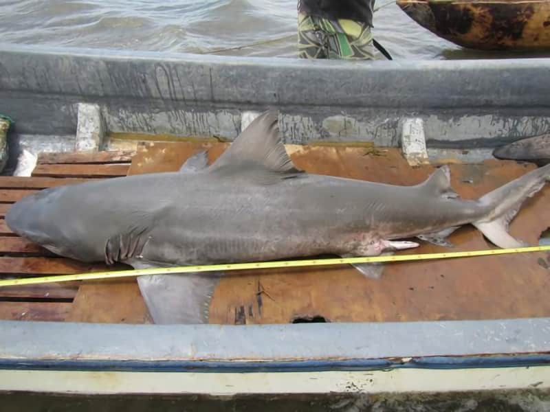 Two Rare Freshwater Sharks Rediscovered in Papua New Guinea