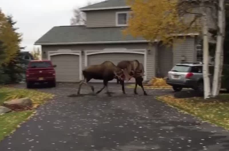 Video: Alaskan Moose Brawl Spills Out into Suburban Streets