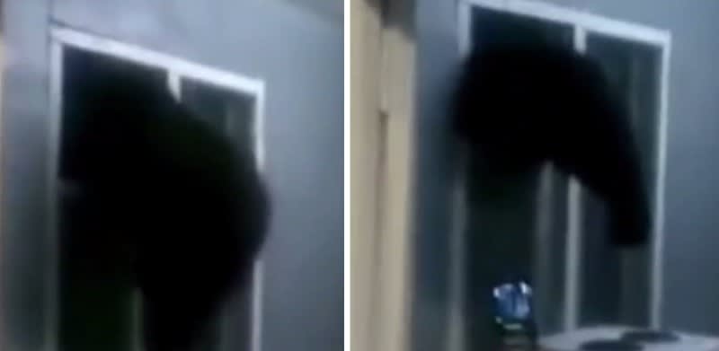 Video: Bear Cub Gets Stuck in Window after Raiding Kitchen