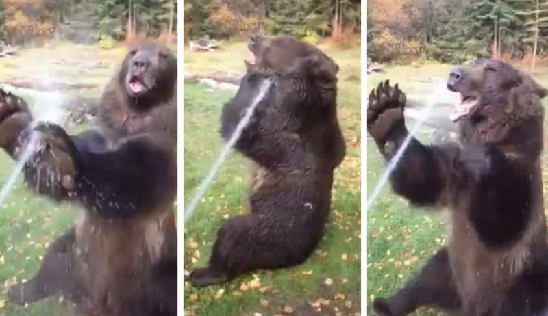 Video: Bear Learns How to Shower