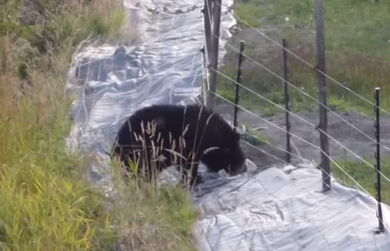 Video: Bear Tries to Outsmart an Electric Fence