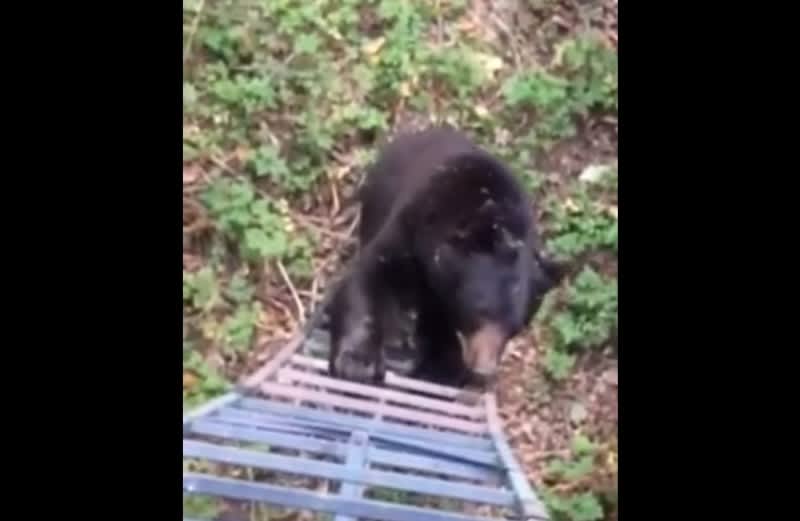 Video: Bear Wants to Join Hunter on Ladder Stand