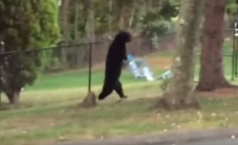 Video: Creepy Bipedal Bear Filmed Walking in New Jersey Neighborhood